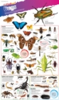 DKfindout! Bugs Poster - Book