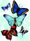Butterfly Notebook - Book