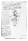 Leonardo'S Anatomical Drawings - Book