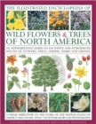 The Illustrated Encyclopedia of Wild Flowers & Trees of North America : an Authoritative Guide to 650 Species of Flowers, Trees, Shrubs, Herbs and Grasses, with 1750 Watercolours, Photographs and Maps - Book