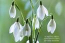 Card Box of 20 Notecards and Envelopes: Snowdrop - Book