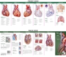 Anatomical Chart Company's Illustrated Pocket Anatomy: Anatomy of The Heart Study Guide - Book