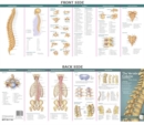 Anatomical Chart Company's Illustrated Pocket Anatomy: The Vertebral Column & Spine Disorders Study Guide - Book