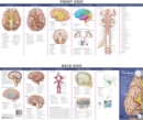 Anatomical Chart Company's Illustrated Pocket Anatomy: Anatomy of The Brain Study Guide - Book