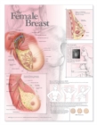The Female Breast Anatomical Chart - Book
