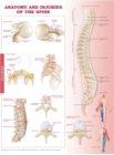 Anatomy and Injuries of the Spine Anatomical Chart - Book