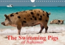 The Swimming Pigs of Bahamas 2019 : The Happy Pigs of the Big Majors Cay - Book