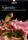 Agamids - Lizards from the Primeval Times 2019 : Photos of Oriental Garden Lizards in their natural habitat - Book