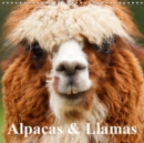 Alpacas & Llamas 2019 : Beautiful Animals of South America - Book