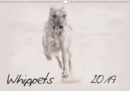 Whippets 2019 2019 : This high-class wall-calendar presents impressive images of the Whippets in all its beauty. - Book