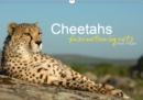 Cheetahs fascinating big cats 2019 : Cheetahs are amongst the most fascinating wild cats, but unfortunately the fast hunters are threatened of extinction. - Book