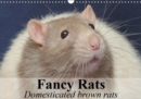 Fancy Rats Domesticated brown rats 2019 : Curious, intelligent and always up for some fun - Book