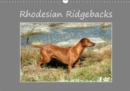 Rhodesian Ridgebacks 2019 : High-quality photo calendar of Rhodesian Ridgebacks in their natural environment in South Africa, photographed by Anke van Wyk, breeder (www.heshima-ya-kimba.com) and photo - Book