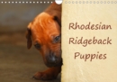 Rhodesian Ridgeback Puppies 2019 : A monthly  calendar with photographs of Rhodesian Ridgeback puppies. - Book