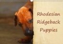 Rhodesian Ridgeback Puppies 2019 : A monthly  calendar with photographs of Rhodesian Ridgeback puppies. - Book