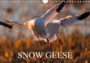 SNOW GEESE 2019 : 14 photos of an emblematic bird of Northern Canada. - Book