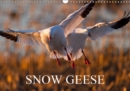 SNOW GEESE 2019 : 14 photos of an emblematic bird of Northern Canada. - Book