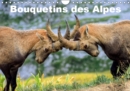 Bouquetins des Alpes 2019 : Plans rapproches et portrait de bouquetins des Alpes - Book