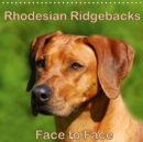 Rhodesian Ridgebacks Face to Face 2019 : Beautiful portraits of the well known dog breed originated in South Africa, the Rhodesian Ridgeback. - Book