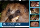 My hedgehogs - Nocturnal visitors in the garden 2019 : Hedgehogs enjoying their favourite food - Book