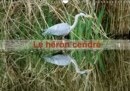 Le Heron cendre 2019 : Portrait d'un oiseau : le heron cendre dans le parc naturel du Patis a Meaux - Book