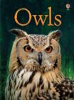 Owls - Book