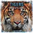 Tigers : Built for the Hunt - Book