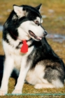 Alaskan Malamute Affirmations Workbook Alaskan Malamute Presents : Positive and Loving Affirmations Workbook. Includes: Mentoring Questions, Guidance, Supporting You. - Book