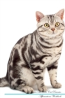 American Shorthair Cat Affirmations Workbook American Shorthair Cat Presents : Positive and Loving Affirmations Workbook. Includes: Mentoring Questions, Guidance, Supporting You. - Book