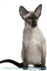 Balinese Cat Affirmations Workbook Balinese Cat Presents : Positive and Loving Affirmations Workbook. Includes: Mentoring Questions, Guidance, Supporting You. - Book
