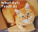 What Cats Teach Us 2019 Box Calendar - Book