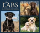 Labs 2022 Box Calendar - Dog, Labrador Retrievers Daily Desktop - Book