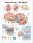 Anatomy of the Brain Anatomical Chart - Book