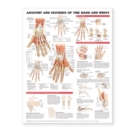 Anatomy and Injuries of the Hand and Wrist Anatomical Chart - Book