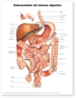 Diseases of the Digestive System Anatomical Chart in Spanish (Enfermedades del Sistema Digestivo) - Book