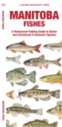 Manitoba Fishes : A Waterproof Folding Guide to Native and Introduced Freshwater Species - Book