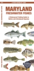 Maryland Freshwater Fishes : A Waterproof Folding Guide to Native and Introduced Species - Book