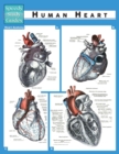 Human Heart (Speedy Study Guide) - Book
