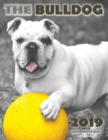The Bulldog 2019 Calendar (UK Edition) - Book