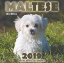 Maltese 2019 Mini Wall Calendar (UK Edition) - Book