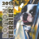 Boston Terrier 2019 Mini Wall Calendar (UK Edition) - Book
