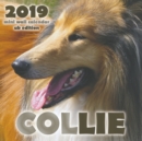 Collie 2019 Mini Wall Calendar (UK Edition) - Book