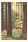 Vintage Journal California Redwoods - Book