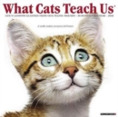 What Cats Teach Us 2018 Wall Calendar - Book