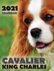 Cavalier King Charles 2021 Calendar - Book