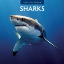 Sharks 2024 Square Wall Calendar - Book