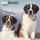 Saint Bernard Calendar 2024  Square Dog Breed Wall Calendar - 16 Month - Book