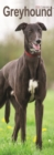 Greyhound Slim Calendar 2024  Dog Breed Slimline Calendar - 12 Month - Book