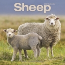 Sheep 2021 Wall Calendar - Book