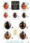 Guide to Ladybirds of the British Isles - Book